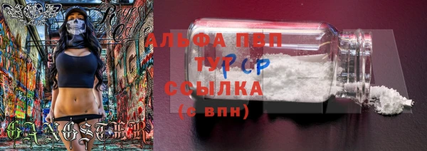 гашик Алексин